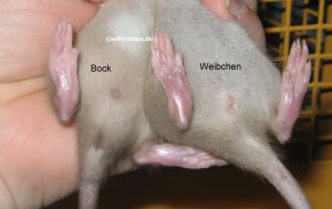 Geschlechter im Alter von 3 Wochen